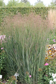 Rutenhirse - Panicum vir. Heavy Metal | Gräserwelten Bambus & Gräser